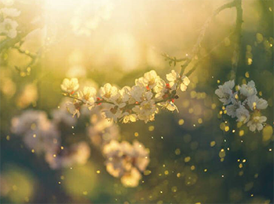 Tree branches with white cherry blossoms in warm sunlight with pollen particles in the air - illustrating a common source of seasonal allergies